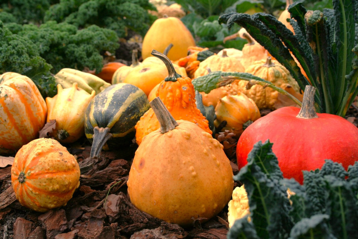 Large Mix Ornamental Gourd Seeds |Decorative Fall Autumn Winter Squash Seed 2025