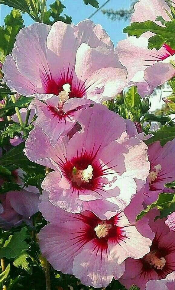 500+ Rose of Sharon (Hibiscus Syriacus) Flower Fresh Seeds . Mixed Colors