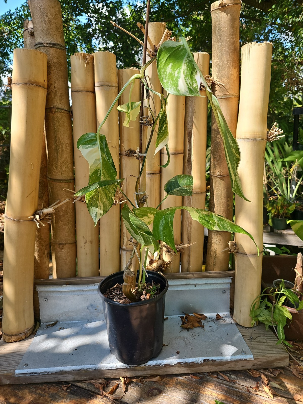 XXL MATURE Epipremnum Pinnatum Albo Variegated Fully Rooted Live Plant