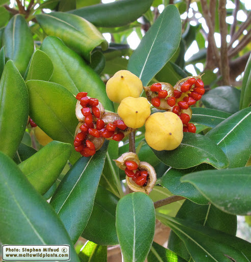 20 Pittosporum Tobira /Japanese Cheesewood Seeds