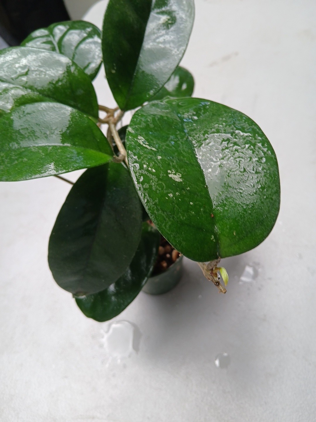 #379- HOYA FUNGI I LIVE PLANT, LARGE LEAF, LARGE PLANT,