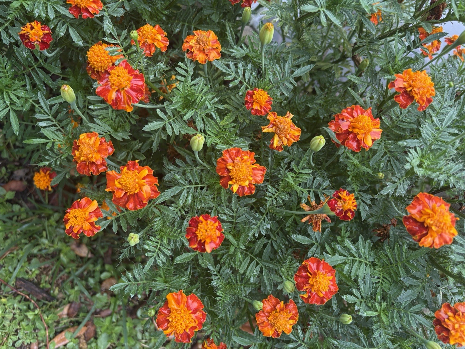 MARIGOLD FLAMING ORANGE FLOWER SEEDS 25+ Garden Seeds FREE SHIP