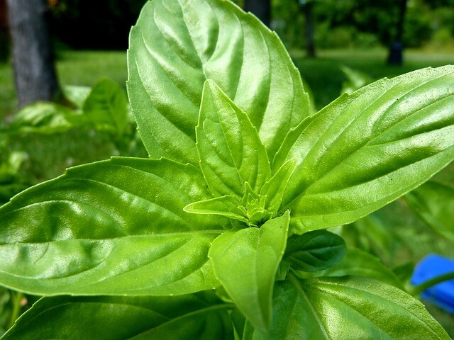 200 SWEET BASIL SEEDS ~ heirloomseedguy ~ 2026 ~ NON-GMO