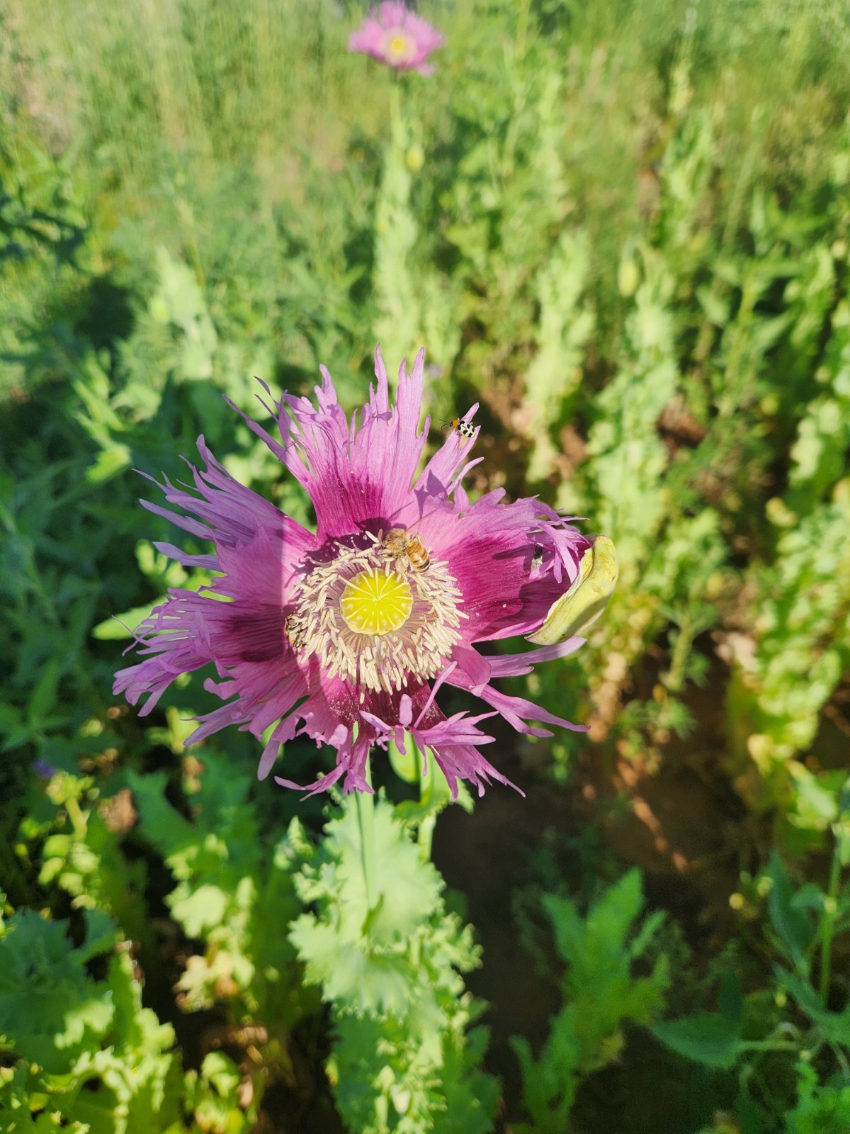 Izmir Burma Golden Triangle Papaver S. Poppy Seeds (1500 Pack)