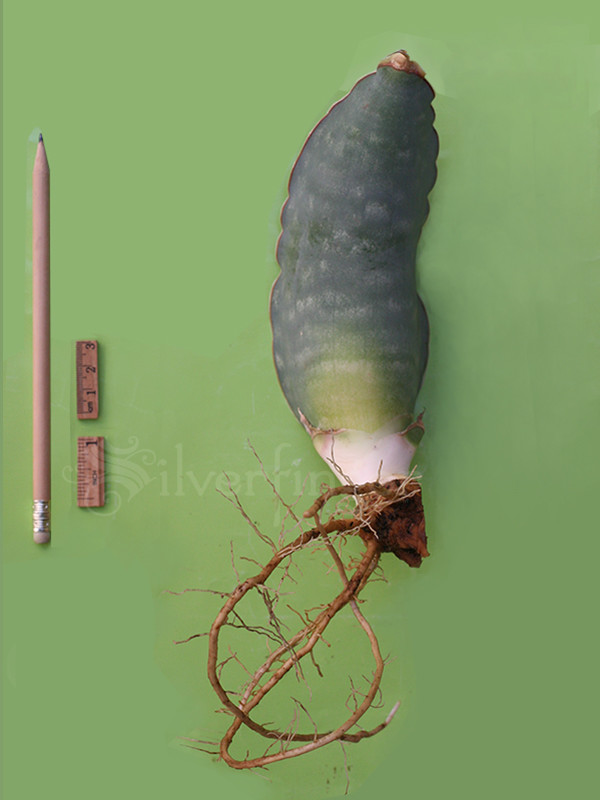 SANSEVIERIA Sp Nov km 42 No 21837 — Mafinga Tanzania — BLUE FORM • SUPER RARE