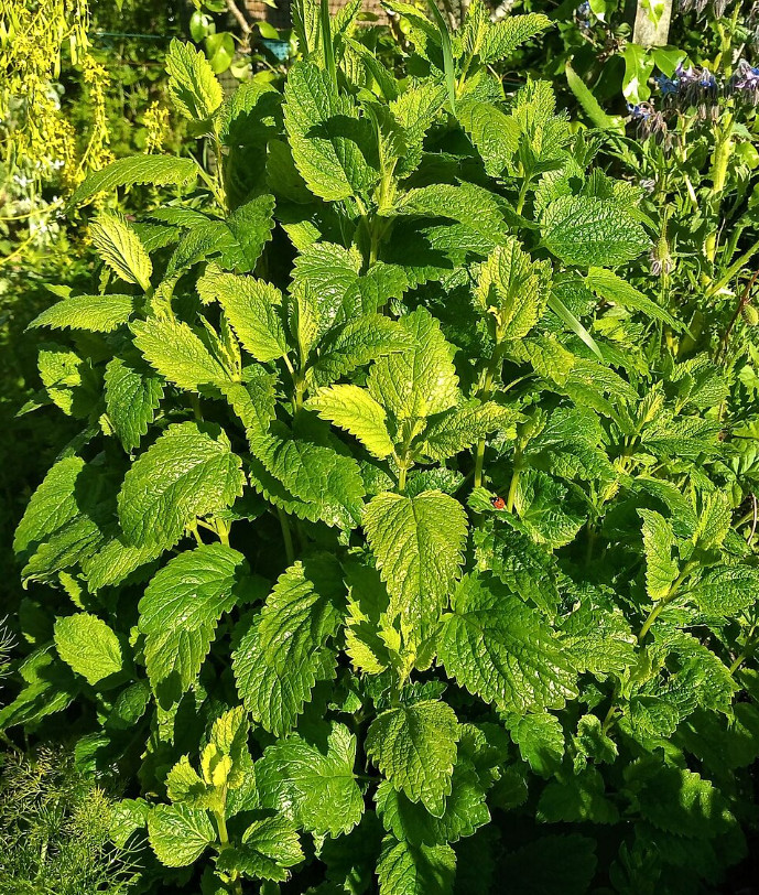 2 Live Lemon Balm Plant – 3–6″ Tall – Aromatic Herbal Perennial – Ships No Pot