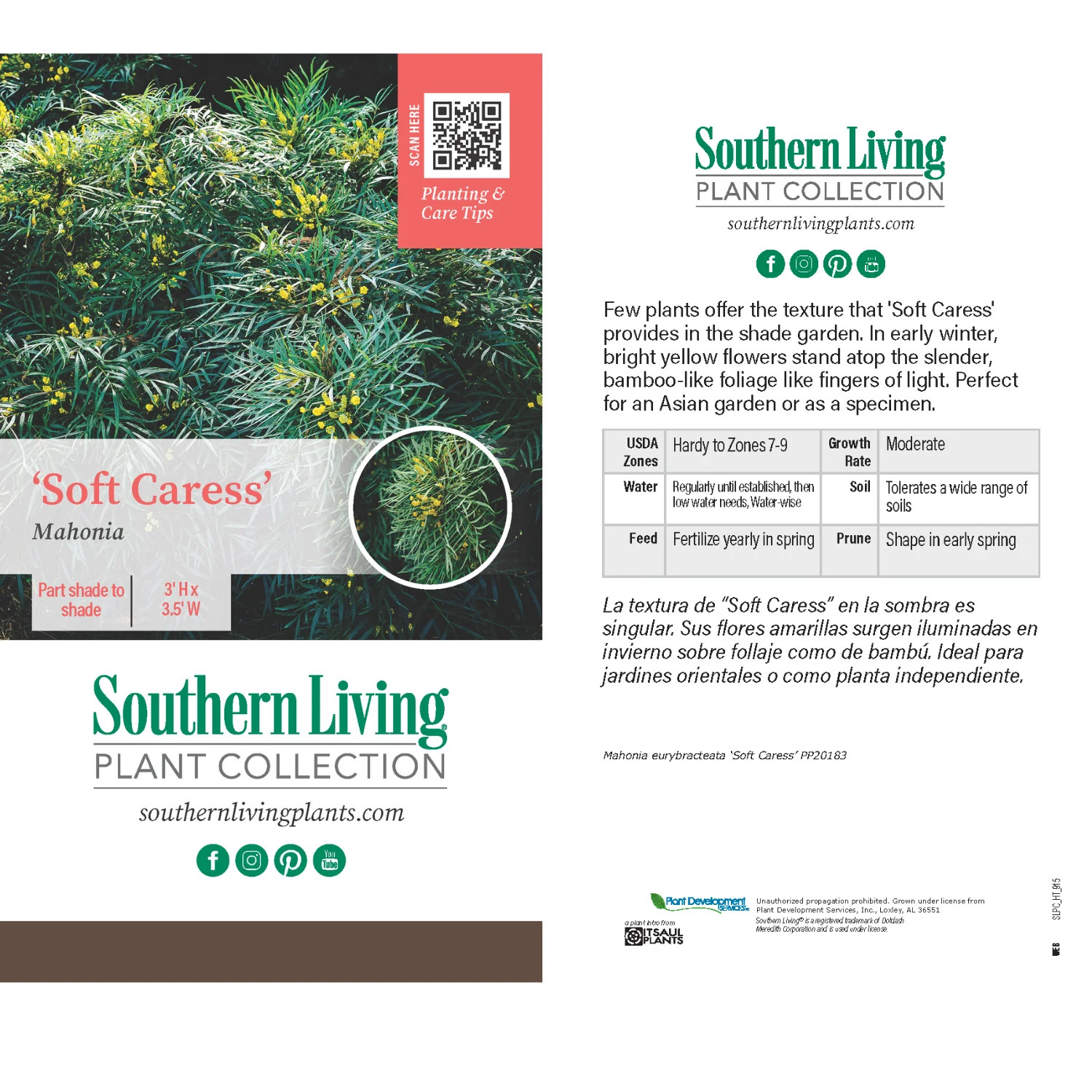 Soft Caress Mahonia Live Shrub in 2.5-Quart Grower Pot