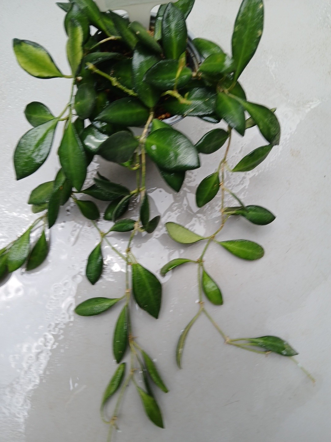 #124- HOYA BURTONIAE VARIEGATED LIVE PLANTS, FULL POT PLANTS,