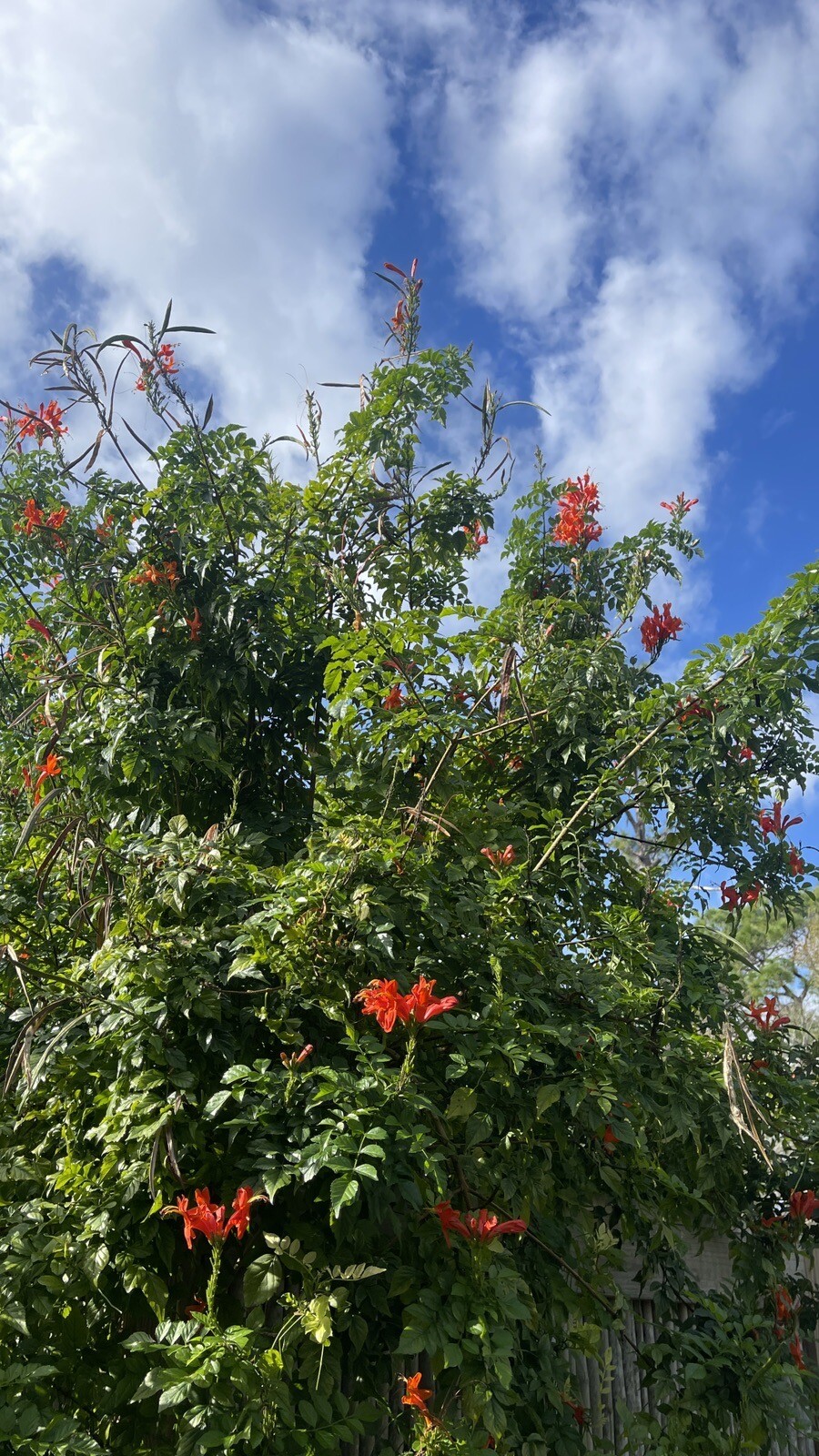🌿Cape HoneySuckle 50+ Seeds Flower Plant Attract Hummingbirds & Bees