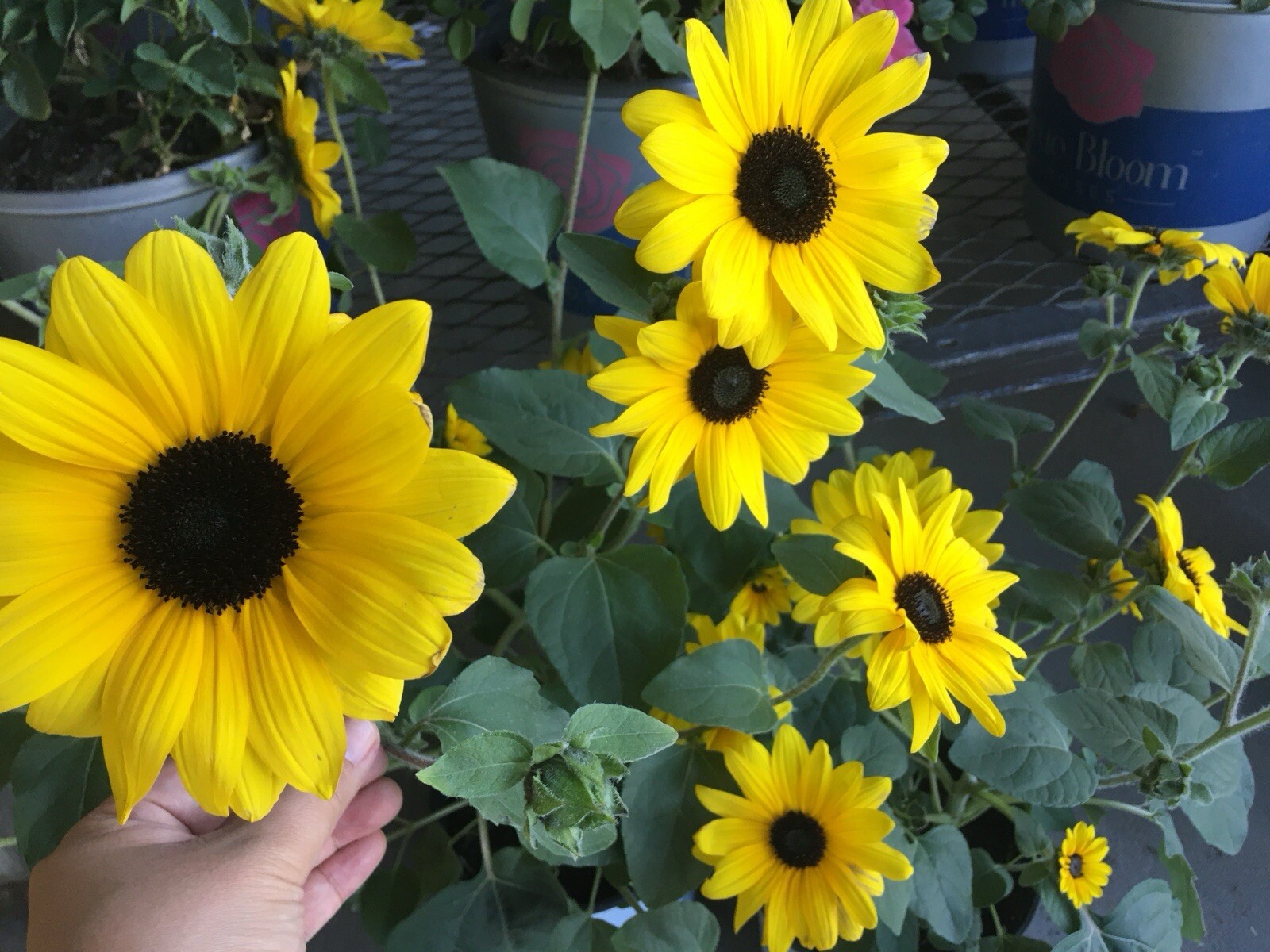 200+ SEEDS-Black-Eyed Susan Seeds – Rudbeckia Hirta Buy2Get1Free(add2incart)