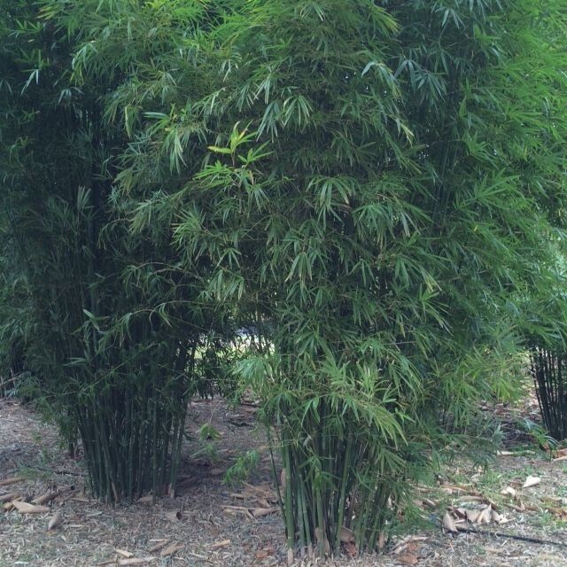 Bambusa textilis ‘Kanapaha’ –Wong Chuk / Royal / Giant Weavers Bamboo – Clumping