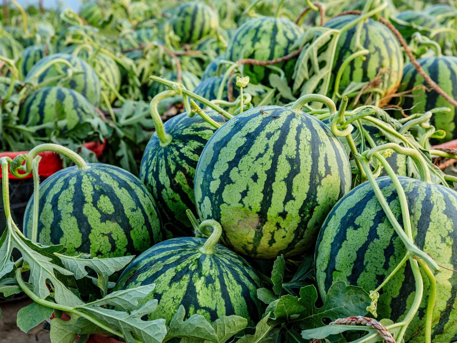 50 TENDERSWEET ORANGE WATERMELON Citrullus Lanatus Fruit Melon Seeds
