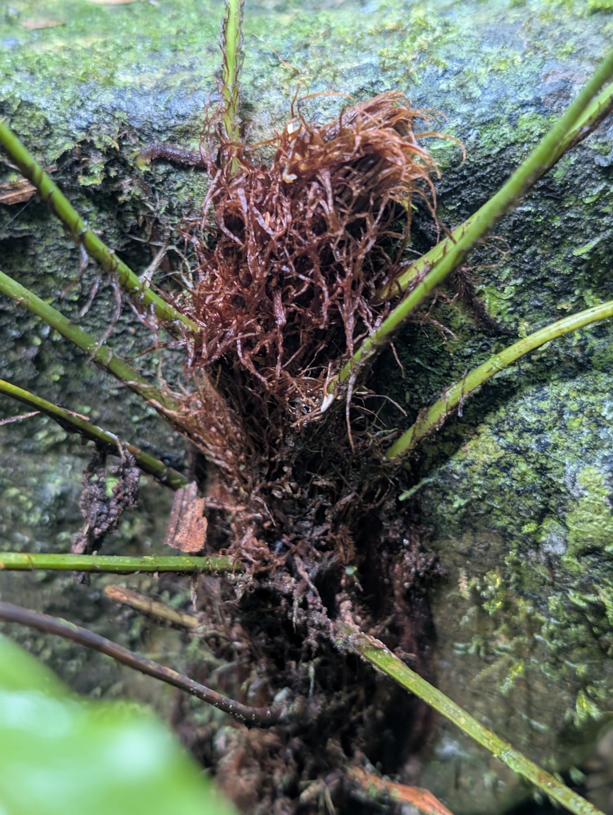 x2 LIVE Bare : Danea Fern 10″ long each, exotic rare fern SHADE