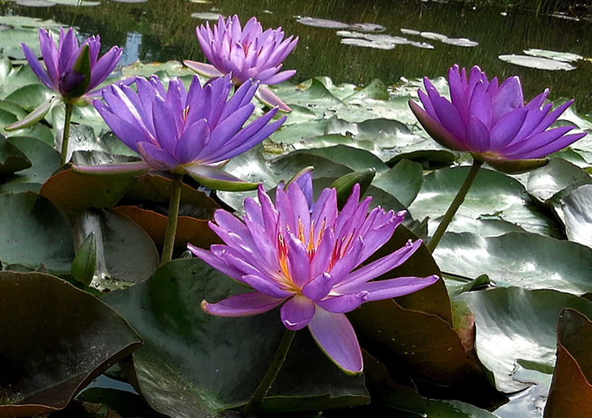 Live Purple Flower Violicious Winter Hardy Waterlily Aquatic Pond Plant