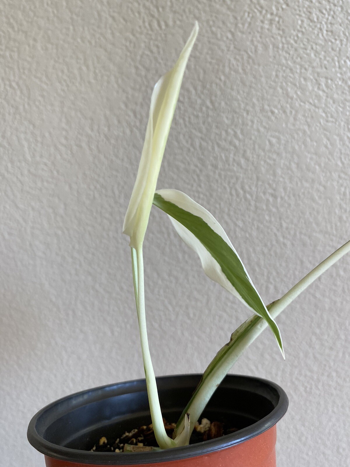Variegated Monstera Albo Borsigiana – See Description – Available: A, B, D, E