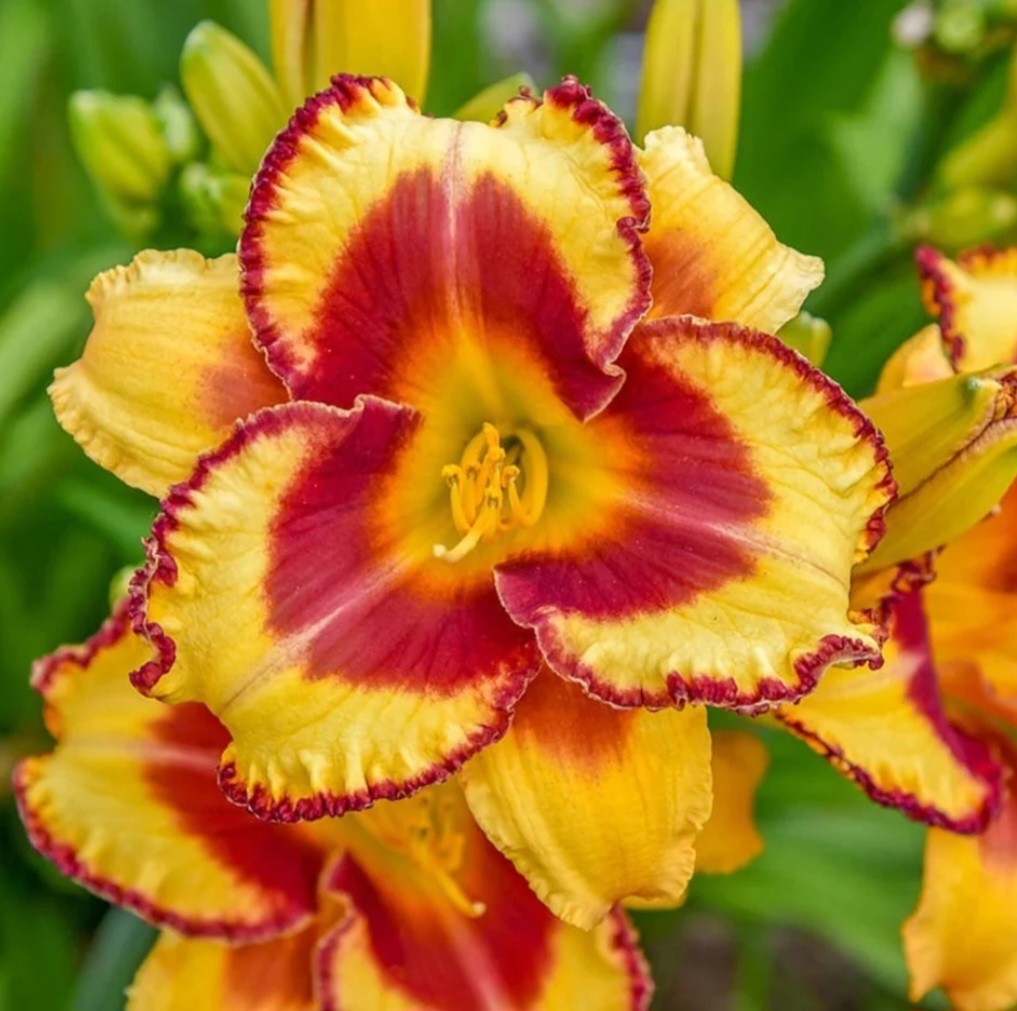 Daylily ~ FOOLED ME ~ Daylilies ~1 LIVE PLANT