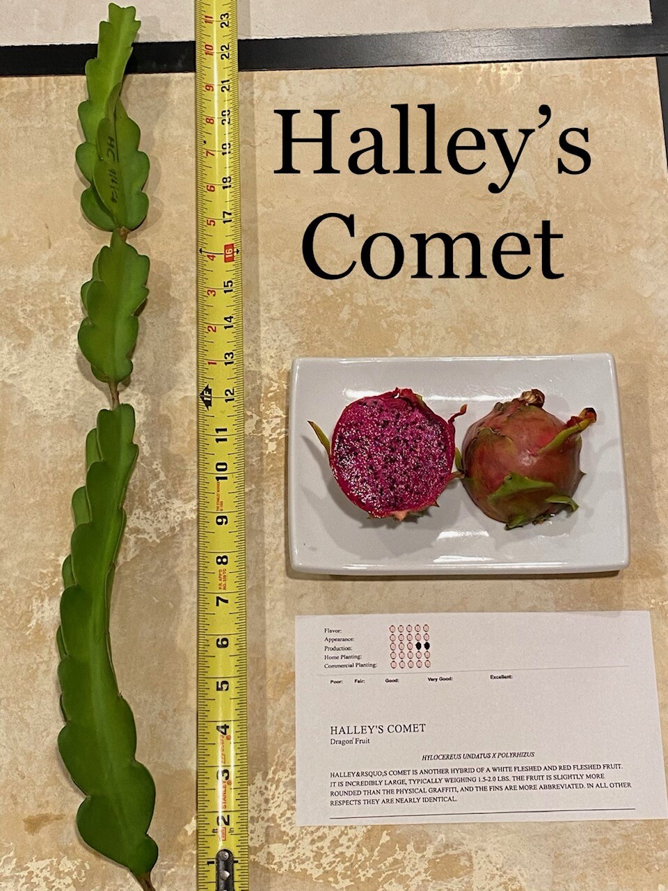 Best Dragon Fruit Cuttings 24-36”, each cutting and FREE SOLAR gopher repellent.