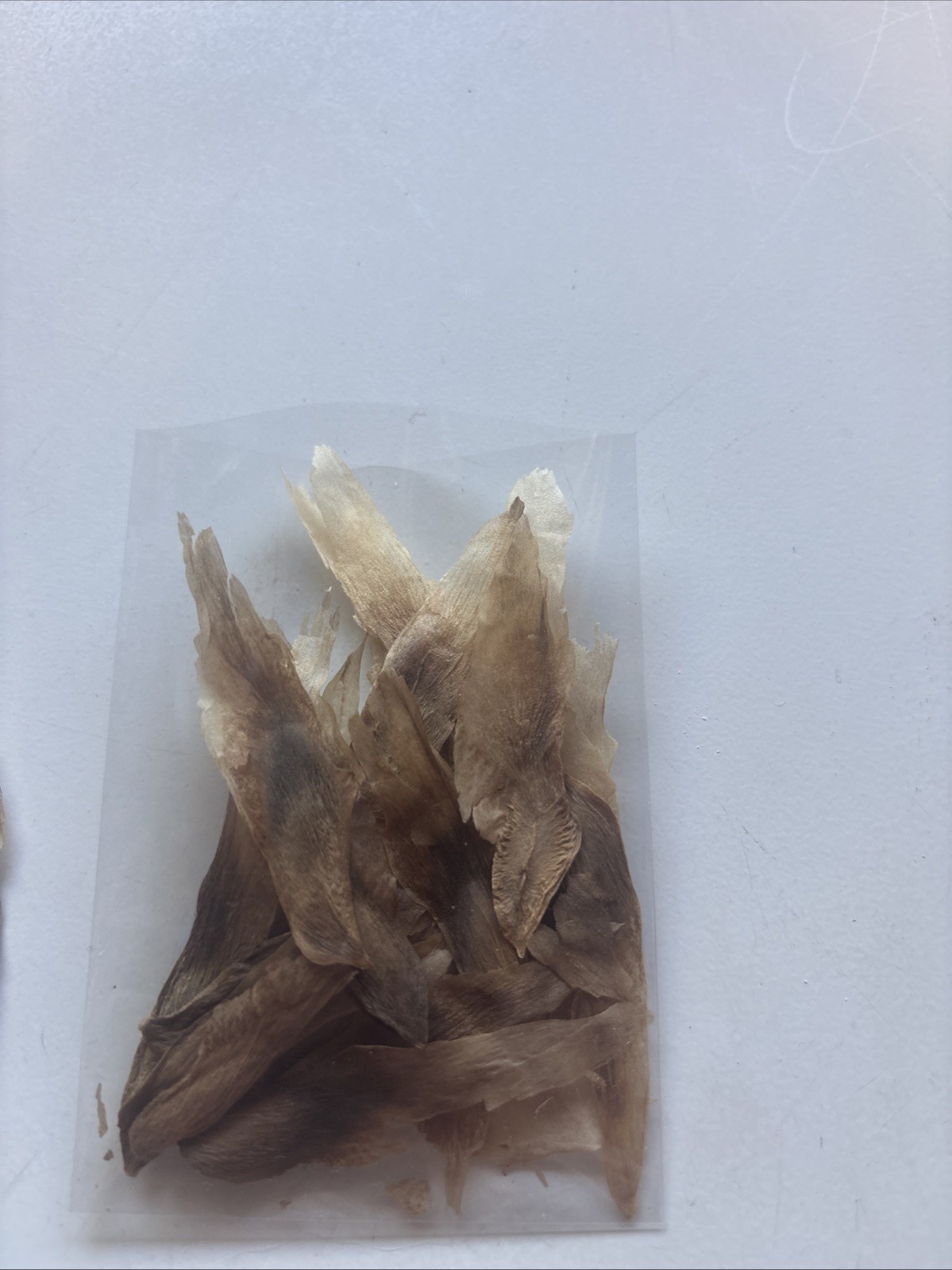 Plumeria Seeds From Variety Of Colors. At Least 20 Viable Fertile Seeds.