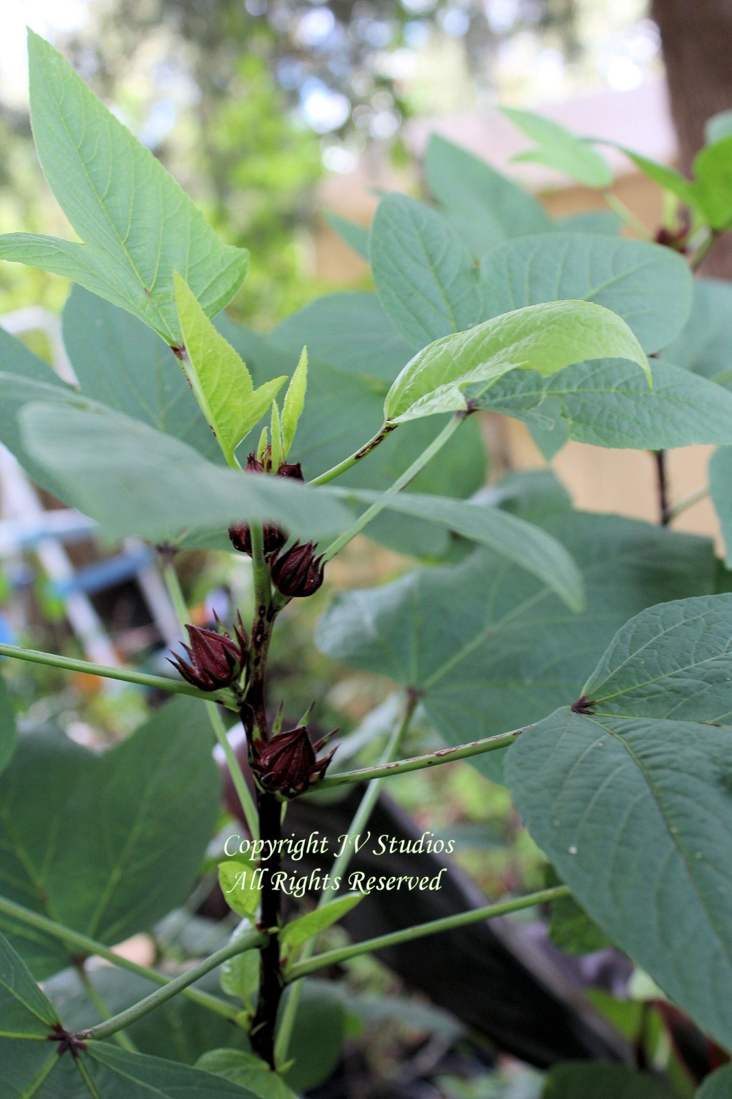 Hibiscus sabdariffa Roselle seeds! Drought Tolerant Ornamental
