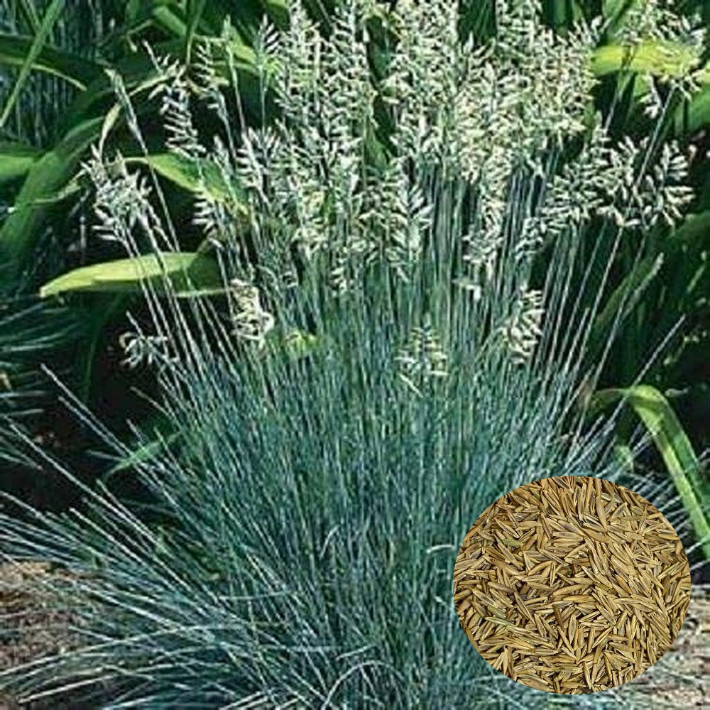 1oz Blue Fescue Fesnea Glauca Ornamental Grass Seeds (42,000+ Seeds)