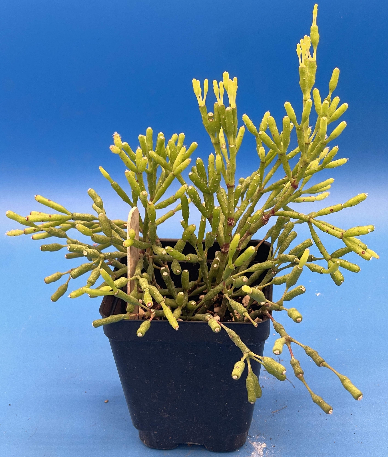 Hatiora Salicornioides Dancing Bones Ready For Hanging Basket – Ship In 3.5″ Pot