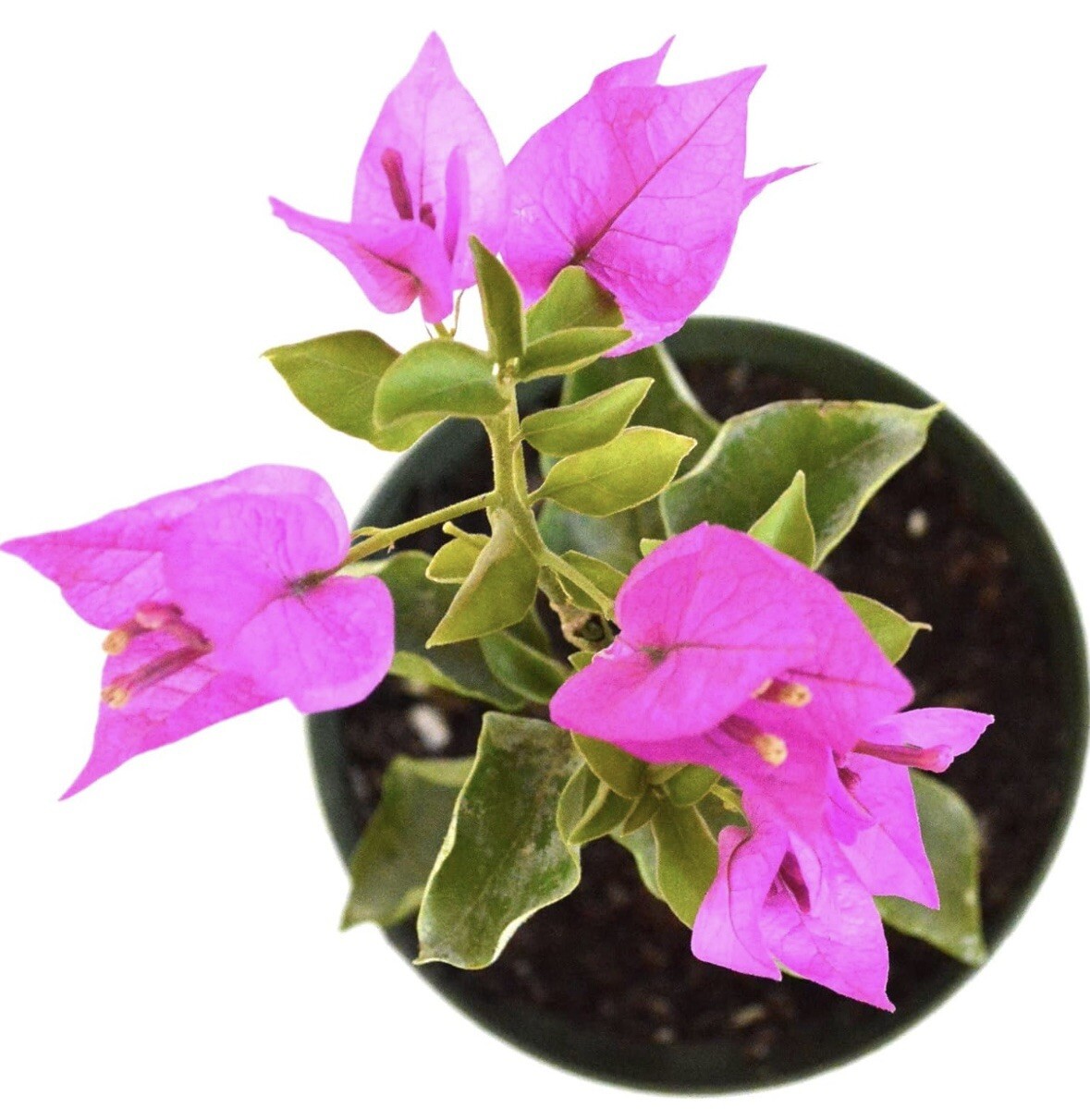 1 PC 4” POT ROYAL PURPLE BOUGAINVILLEA LIVE PLANT FRESH GUARANTEED BEST GIFT