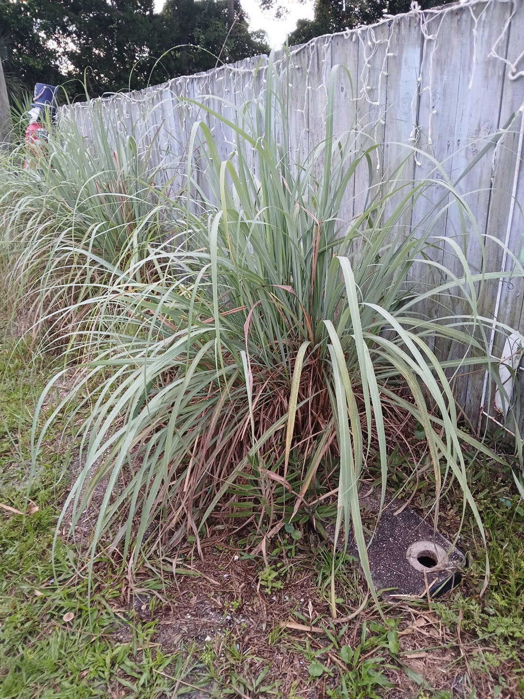 5 Live Lemon Grass Stalks Rooted Plants Eatable For Tea Aroma in House Evergreen