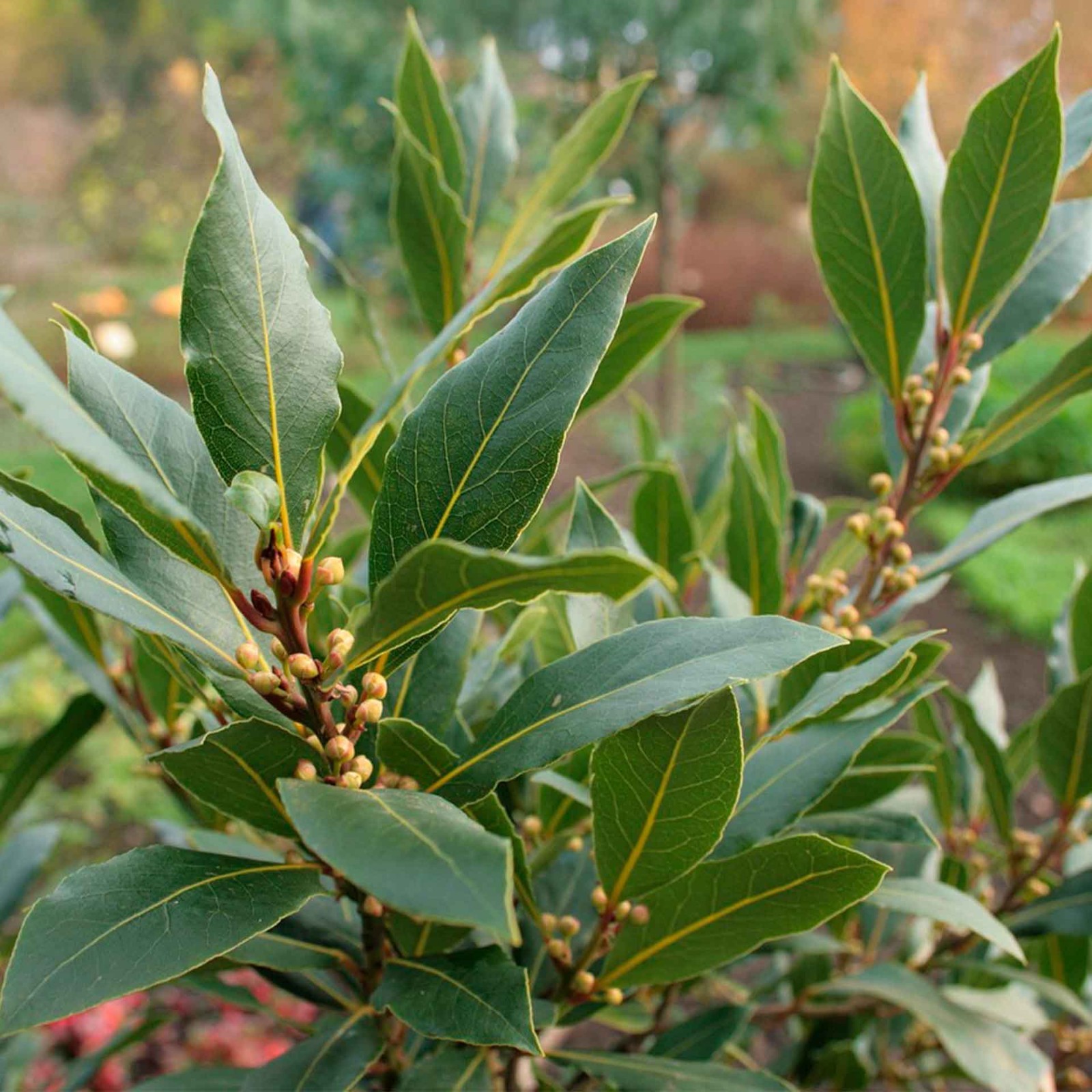 Bay Laurel (Laurus Nobilis) in 3.5″ Nursery Cubes, Live Aromatic Culinary Herb