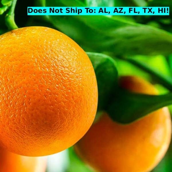 Washington Navel Semi-Dwarf Orange Tree in 2gal Pot Citrus Live Starter Plant