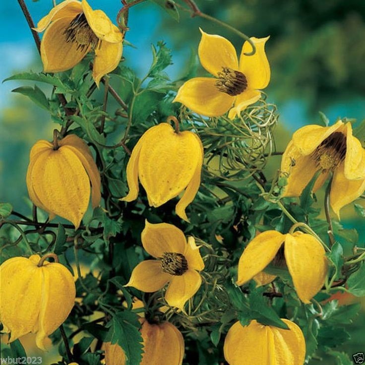 30+ Clematis Yellow Hybruda Aztek Flower Seeds / Perennial / Long Lasting