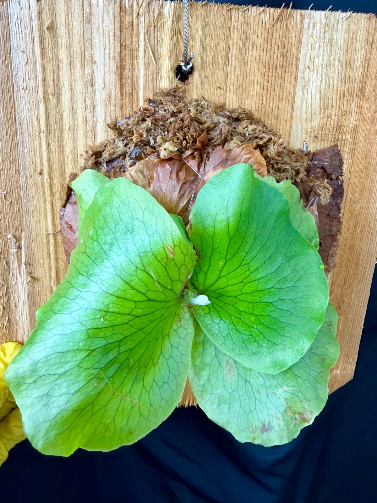 PLATYCERIUM ELLISOTIS – Beautiful staghorn fern! – ornate cedar mounted!