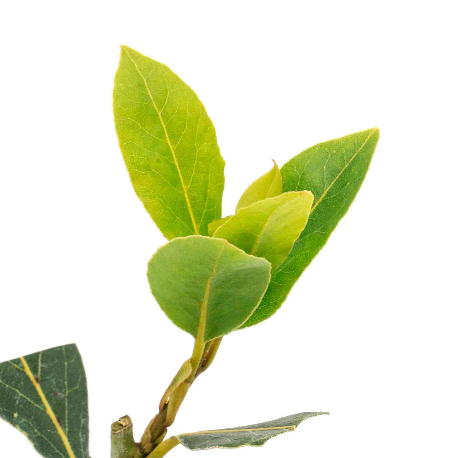 Bay Laurel (Laurus Nobilis) in 3.5″ Nursery Cubes, Live Aromatic Culinary Herb