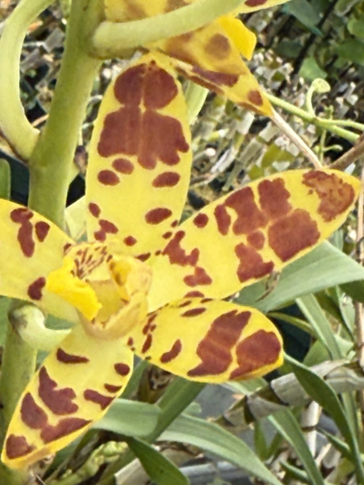 Orchid Plant Anasellia Africana short stem no pot bare root hard to find