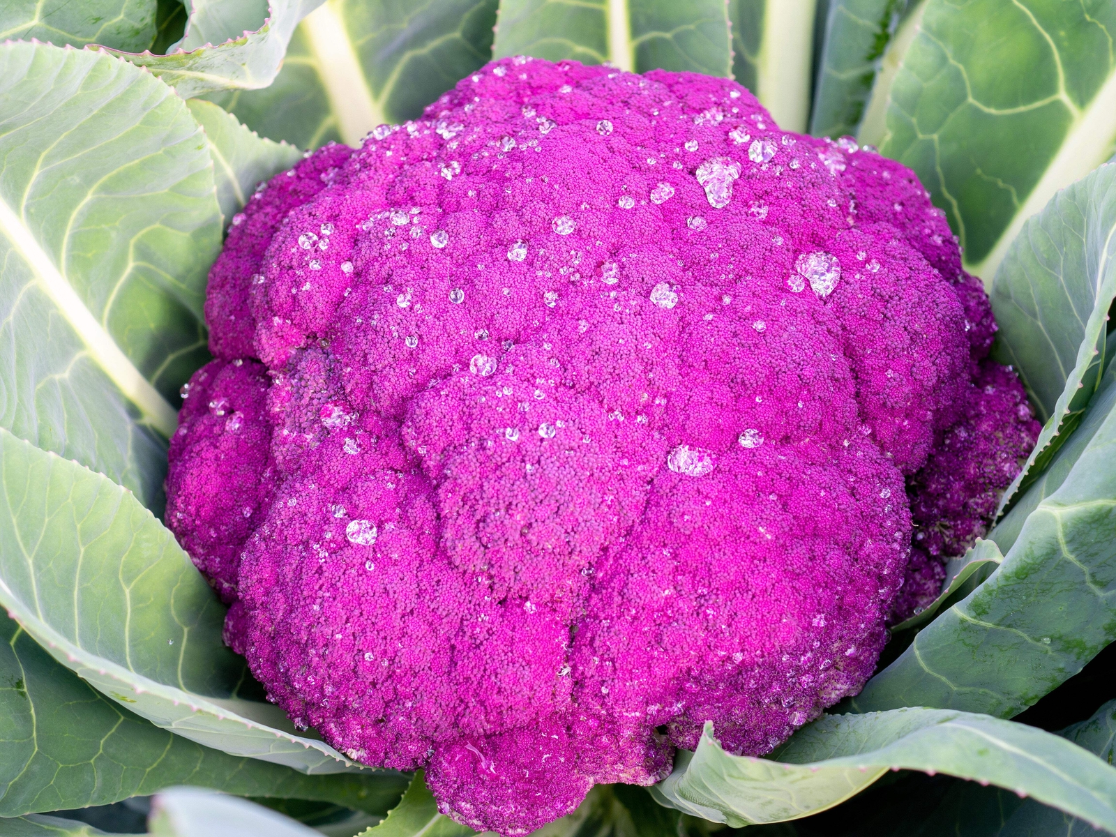 25 PURPLE CAULIFLOWER Violet Queen Brassica Oleracea Botrytis Vegetable Seeds