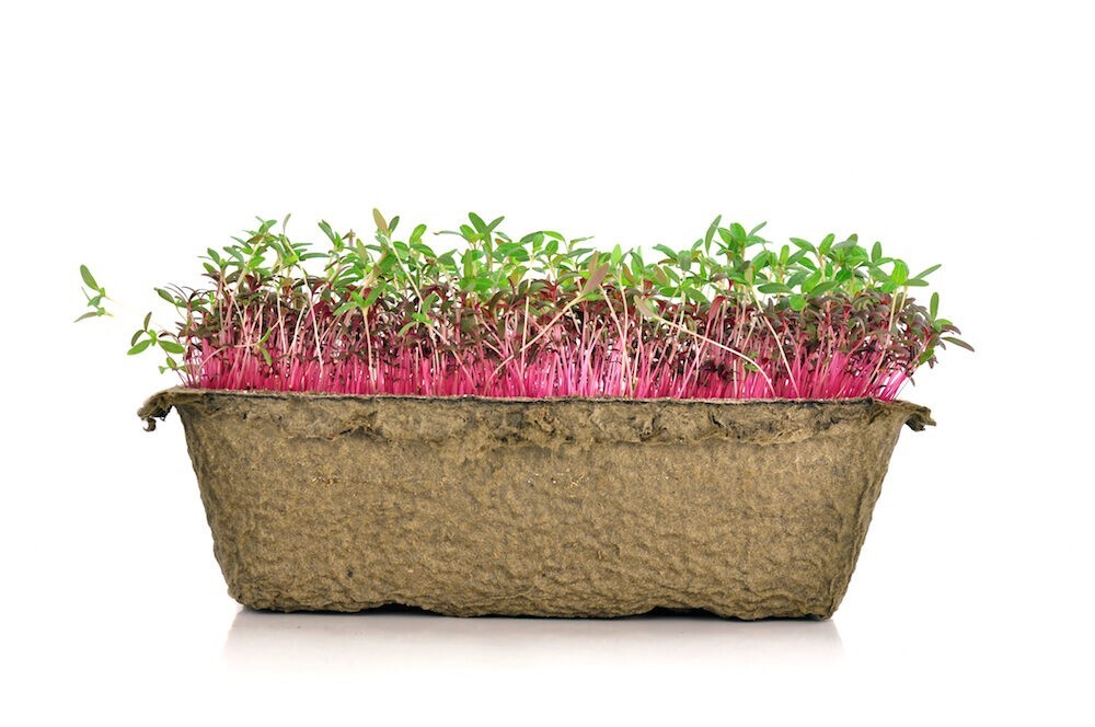 Amaranth OPOPEO Red Flower Edible Leaves & Grain Microgreens Non-GMO 1500 Seeds!