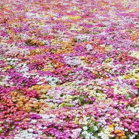 Daisy ICE PLANT LIVINGSTONE Mix Dwarf 5″ Groundcover Drought Tolerant 2000 Seeds