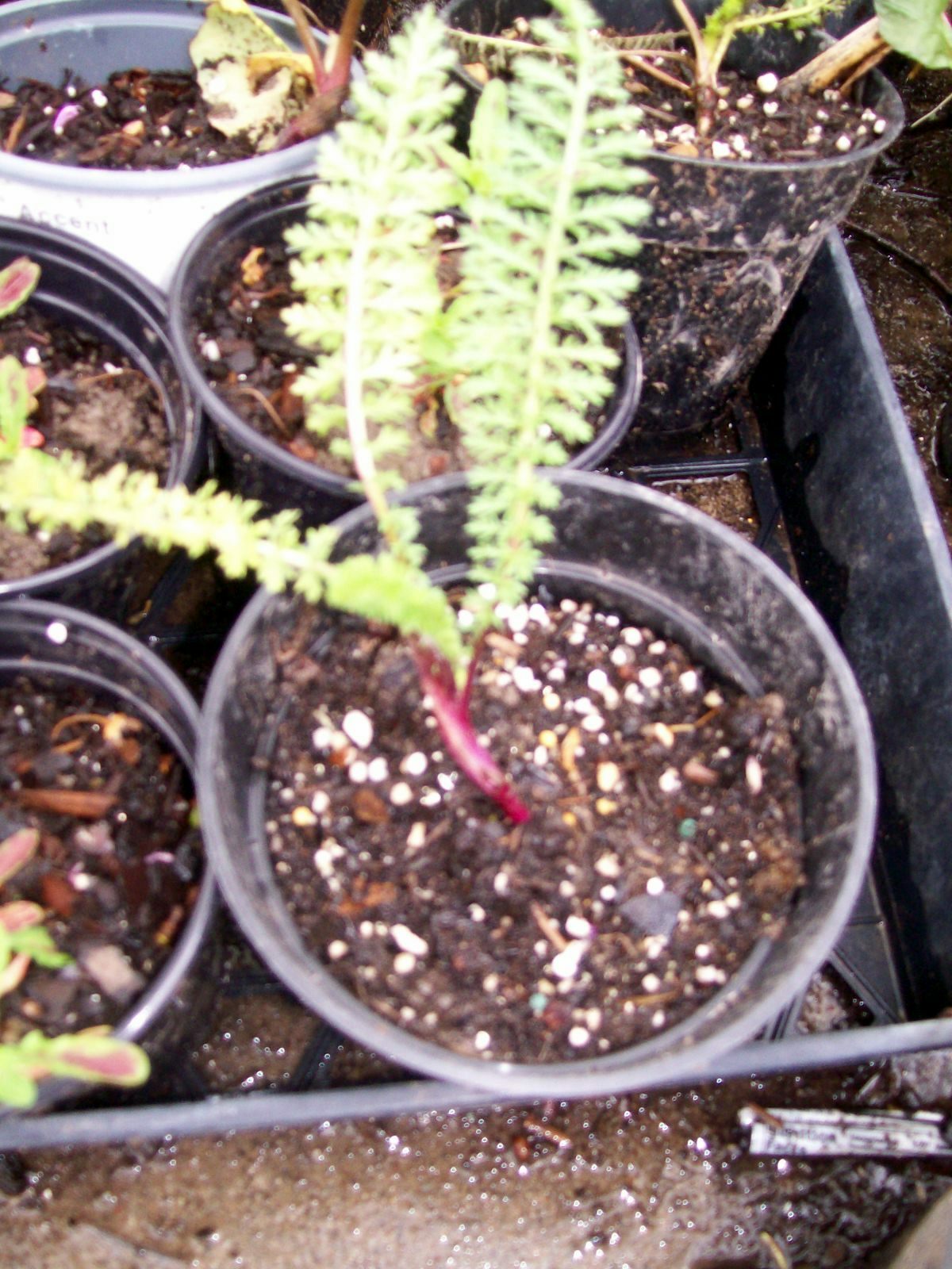 MIX COLOR YARROW SET OF 3 STARTER LIVE BARE ROOT PLANTS HERB PERENNIAL