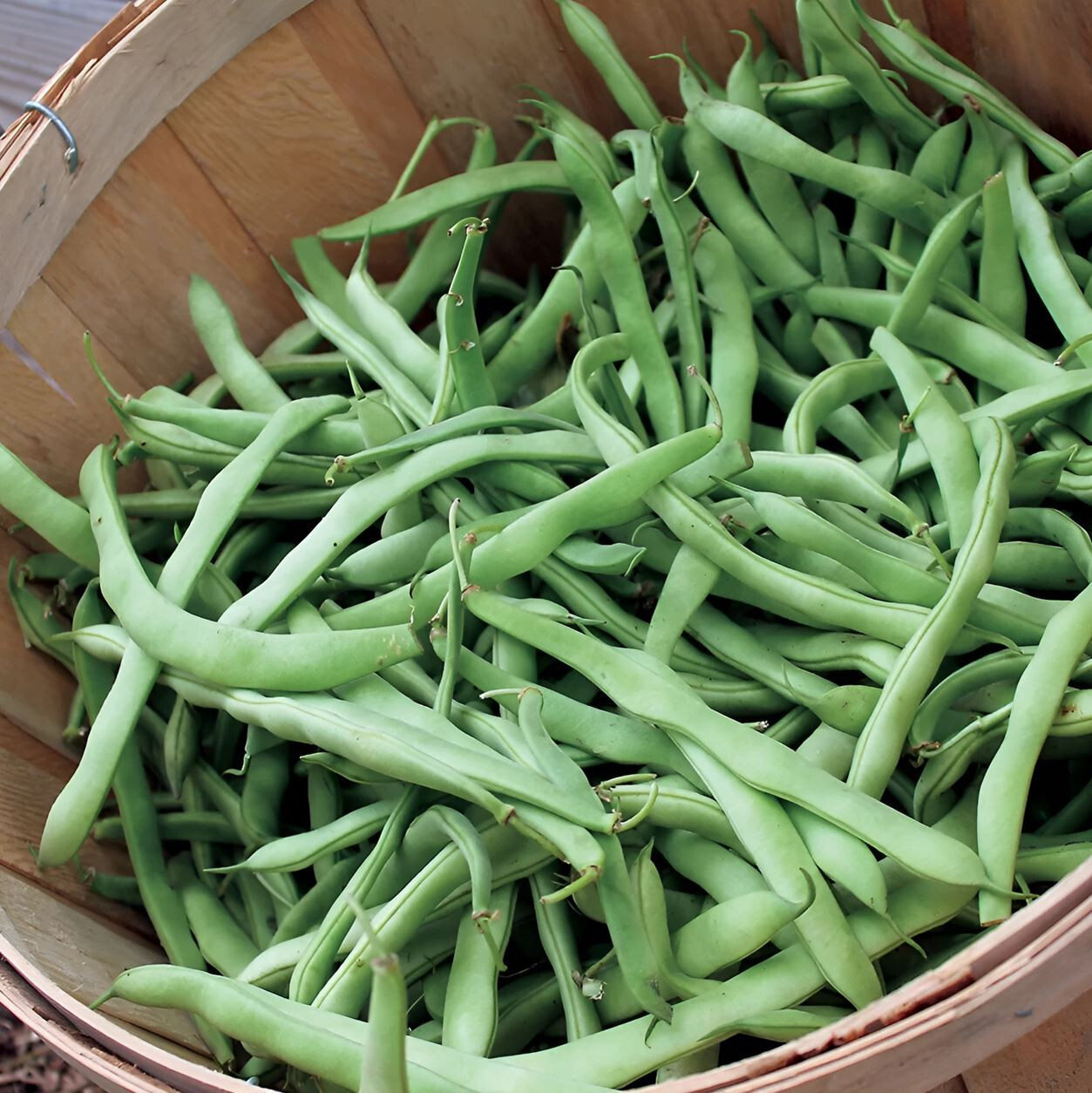 30 Provider Bush Green Bean Seeds – Heirloom NonGMO SUPER High Yields!!