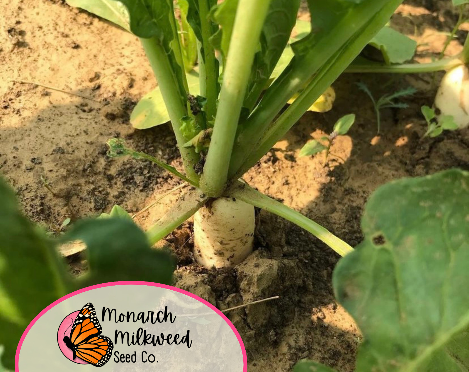 1,200+ Radish Seeds ‘White Icicle’ | Heirloom, Non-GMO, Vegetable Gardening Seed