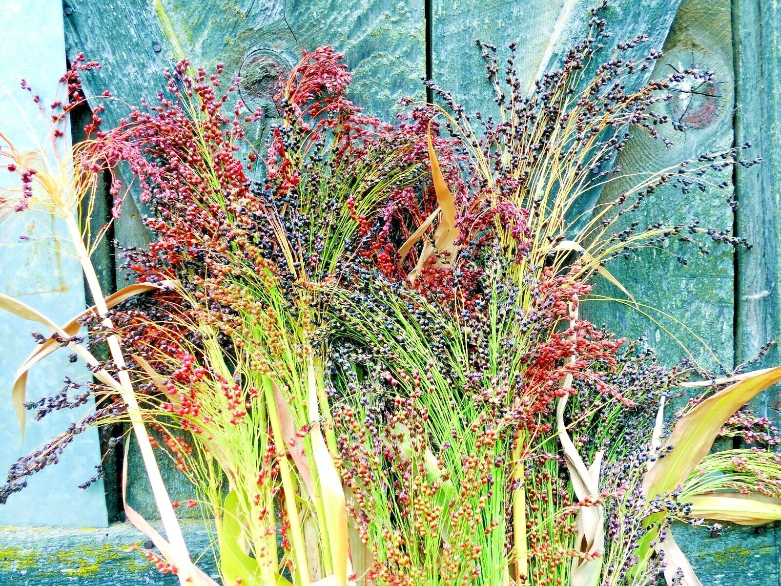 100+BROOM CORN Seeds Heirloom Sorghum Vegetable Grain Multi Color Crafts Easy