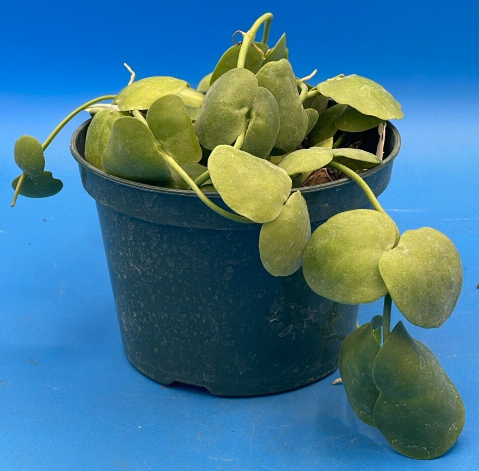 Dischidia Platyphylla Ships With 5.5” Pot – Well Rooted and Super Healthy! (1)