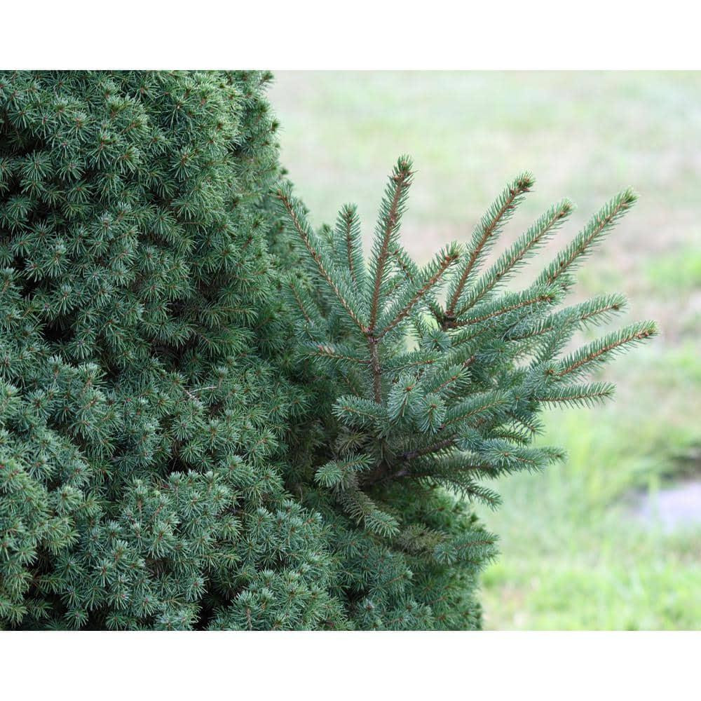 1 Gal. Dwarf Alberta Spruce Shrub Aromatic and Soft Evergreen Foliage NEW