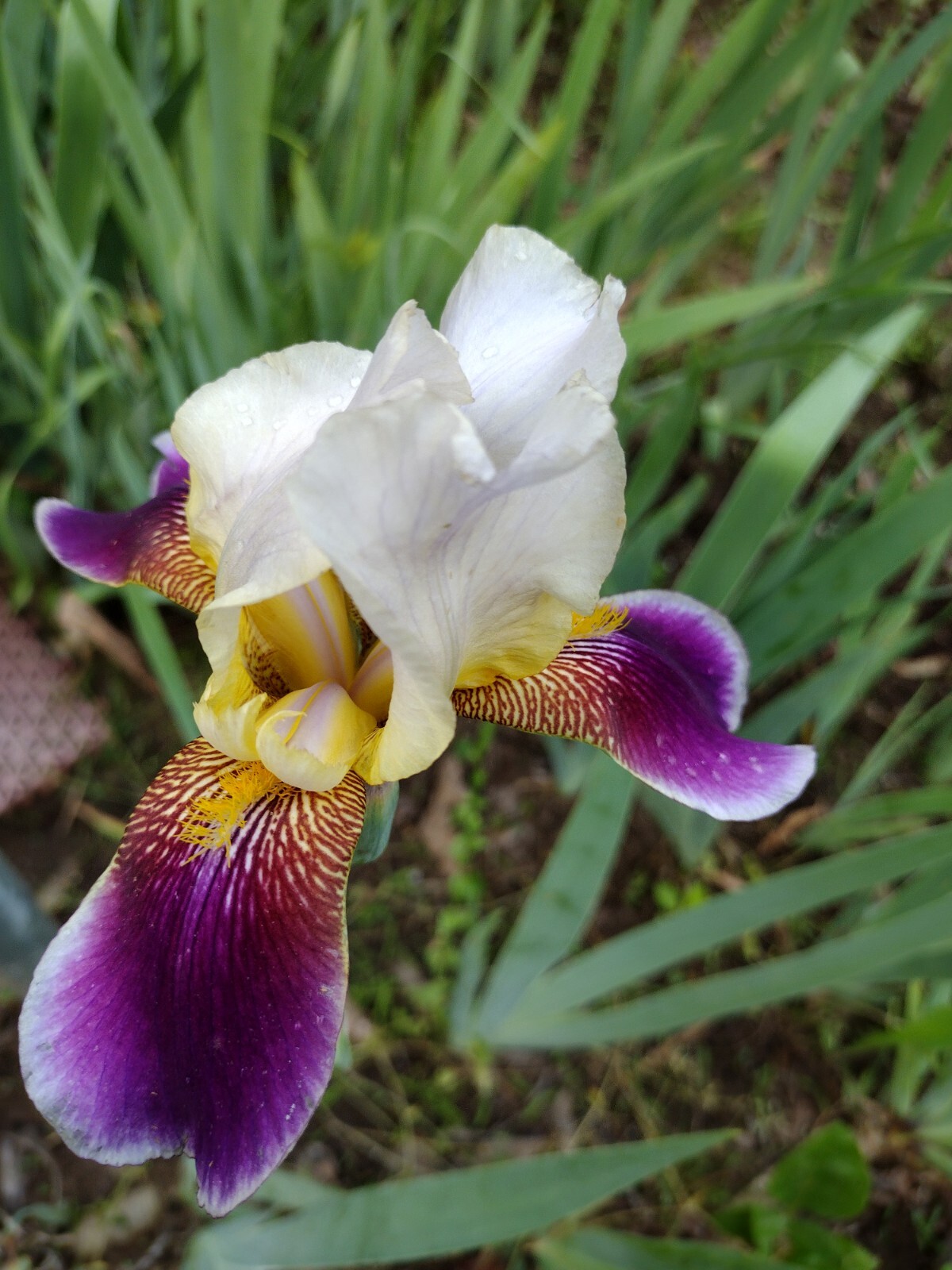 5x MIXED VARIETIES/COLORS IRIS Bulbs/Rhizomes FRESH
