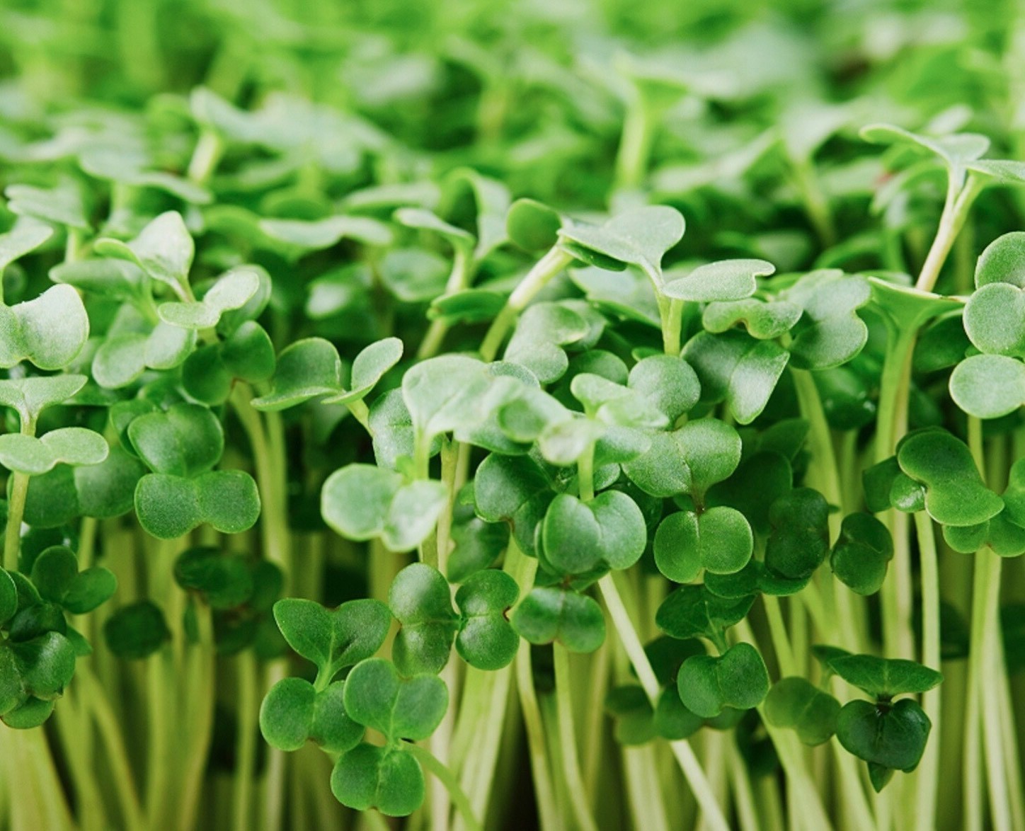 Brocolli seeds for sprouting microgreens
