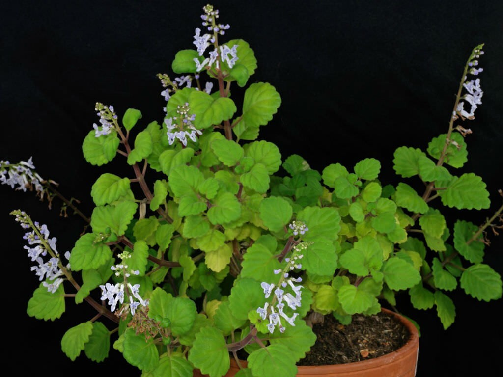 Green Swedish Ivy Live Plants -Size 3-8 Inches – Green Swedish Ivy Houseplant