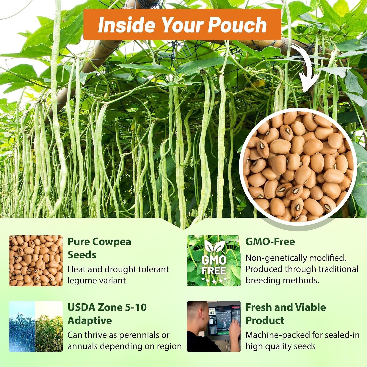 High-Quality Cowpeas for Soil Health – 10 lbs