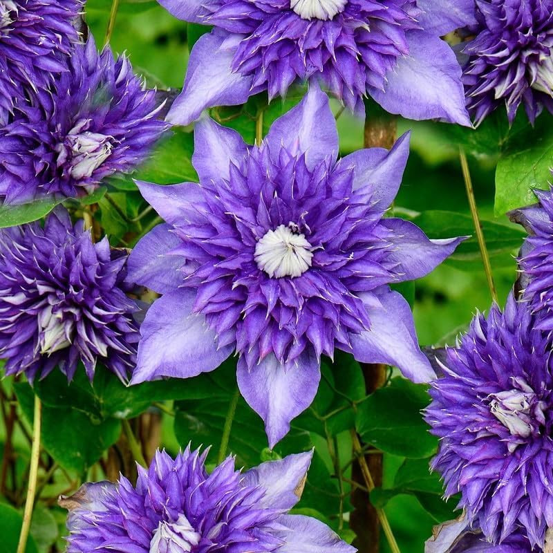 200+Perennial Mixed Clematis Vine Flower Seeds for Planting