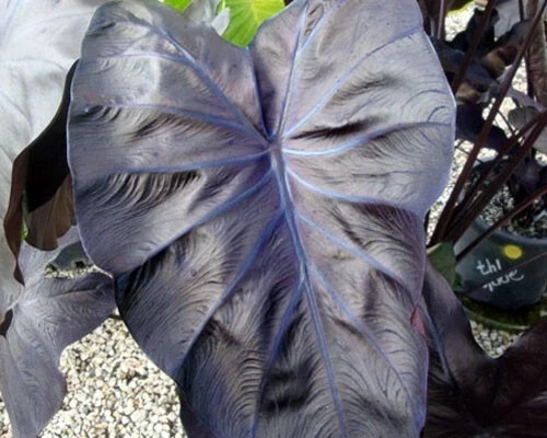 Black Coral – Colocasia esculenta- Elephant Ear – SMALL ROOTED STARTER Plant