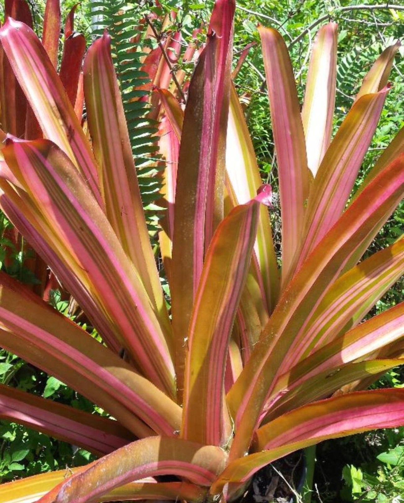 BUY 4 SAVE 15% BROMELIAD Aechmea PINK PANTIES Offset – Variegated Blanchetiana