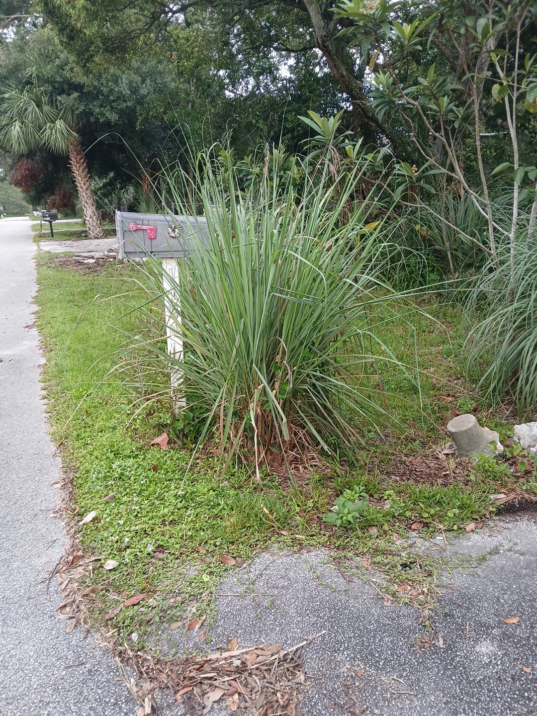 5 Live Lemon Grass Stalks Rooted Plants Eatable For Tea Aroma in House Evergreen